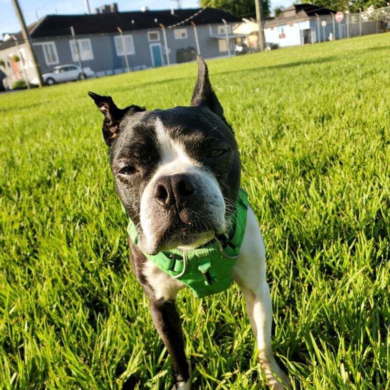 Marty McFly, an adoptable Boston Terrier in New Orleans, LA, 70119 | Photo Image 1