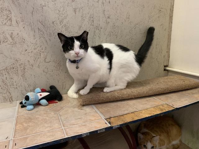 Marco, an adoptable Domestic Short Hair in St. James City, FL, 33956 | Photo Image 1