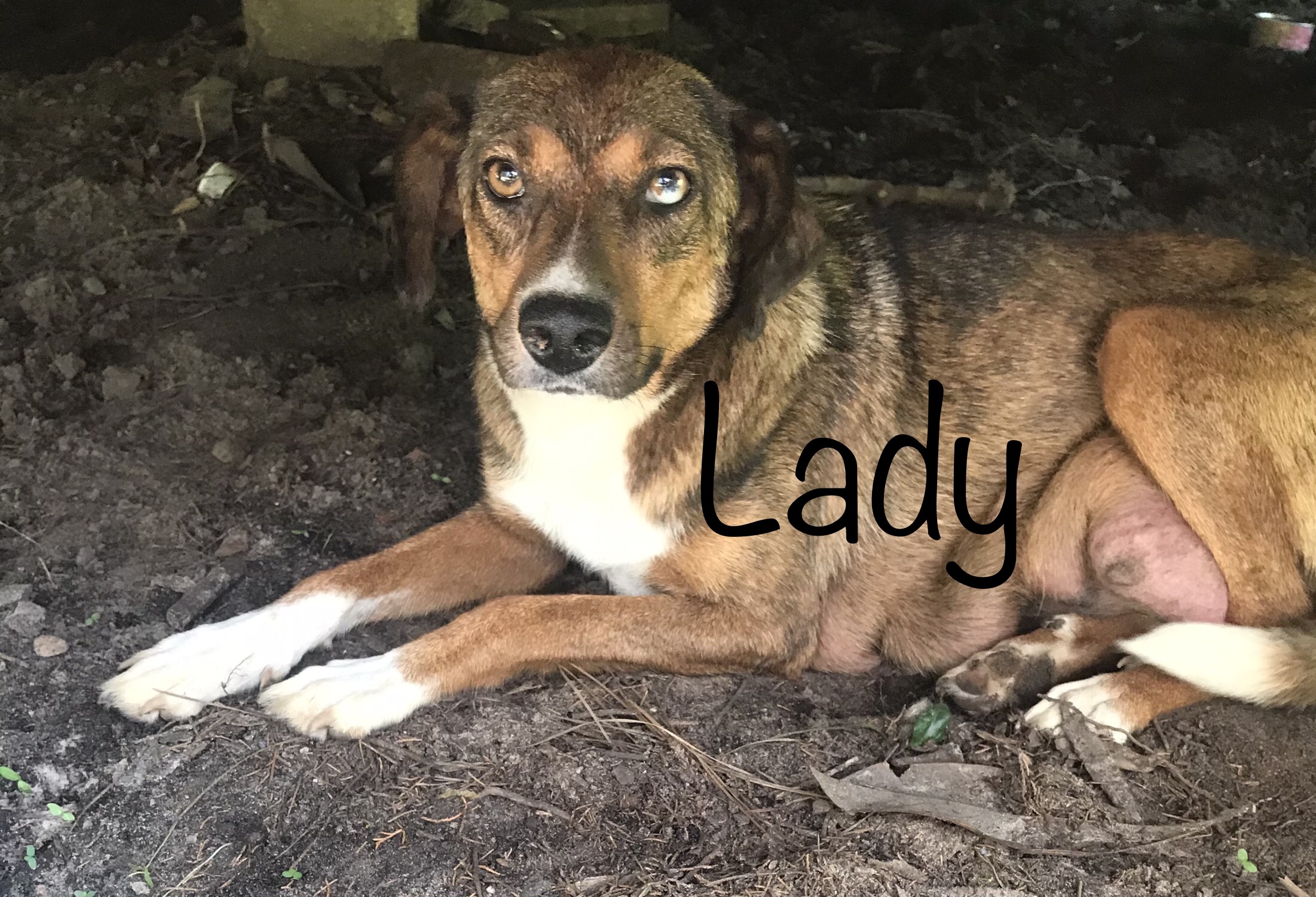 Lady, an adoptable Terrier, Australian Cattle Dog / Blue Heeler in Mobile, AL, 36685 | Photo Image 3