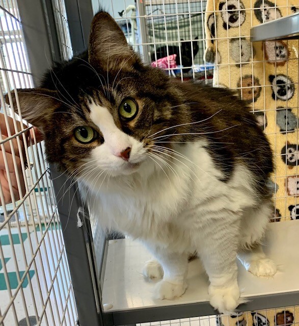 Cat for adoption Henry Warnimont, a Domestic Medium Hair in