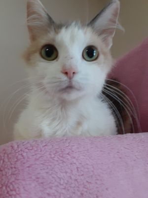 Cat For Adoption Myla A Calico In Falls Creek Pa Petfinder