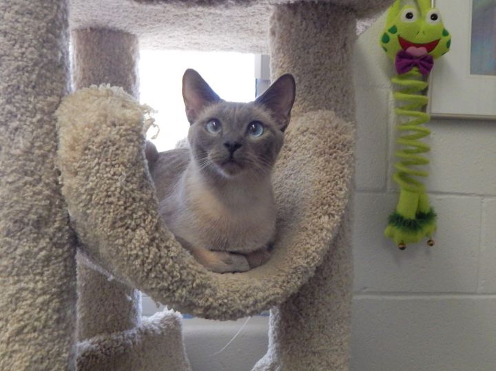 Samantha, an adopted Siamese in Mesquite, NV_image-4