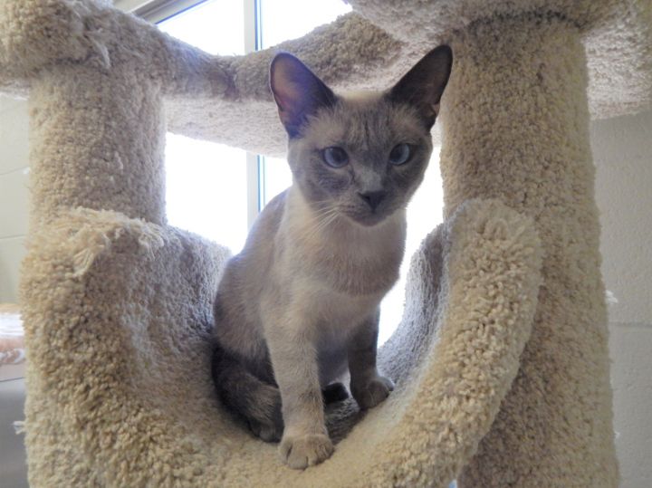 Samantha, an adopted Siamese in Mesquite, NV_image-5