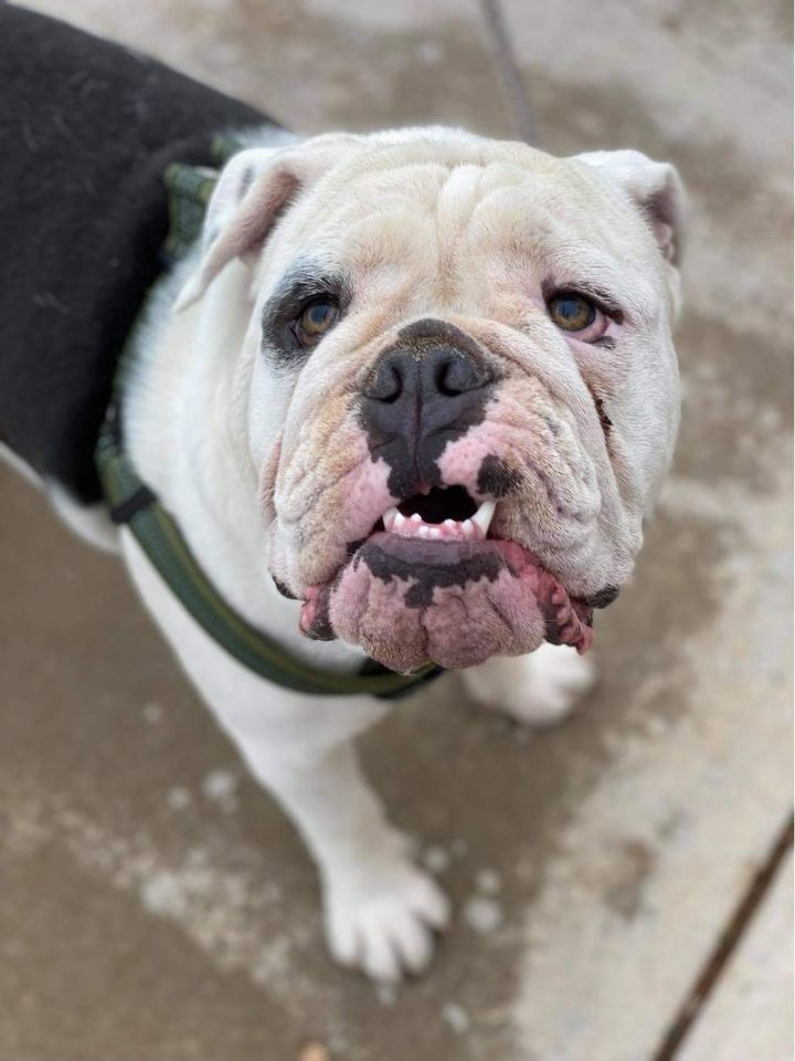 Dog for adoption Sherman, an English Bulldog in Tucson