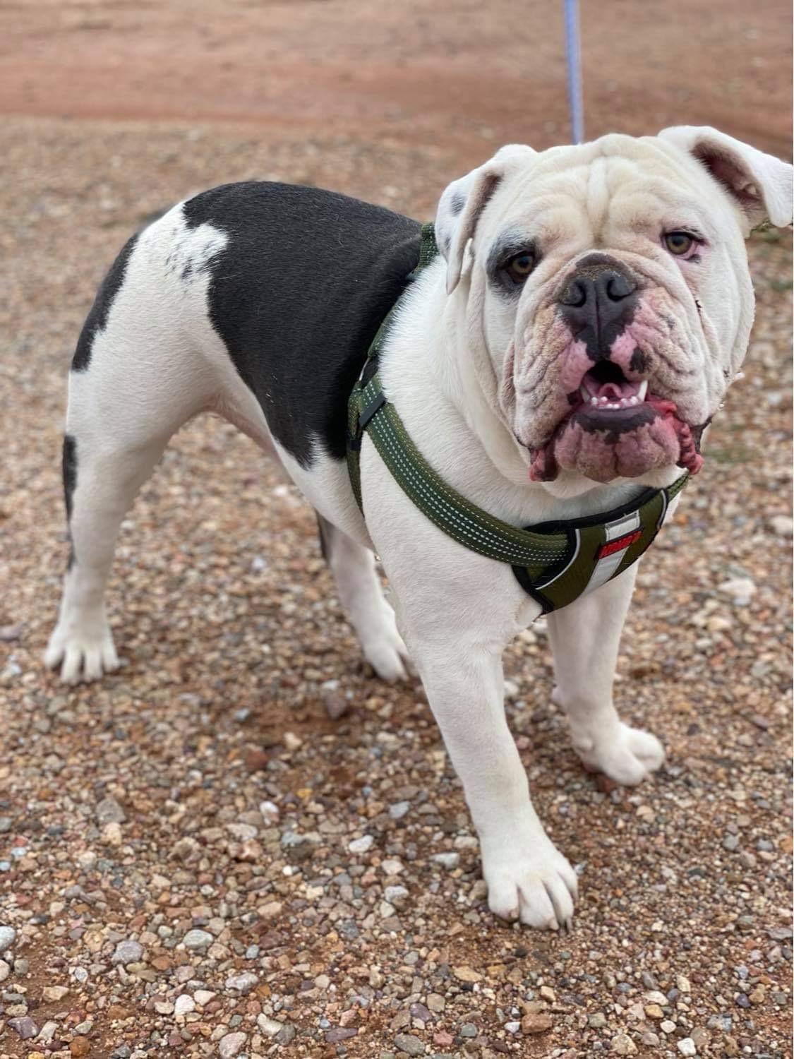 Dog for adoption Sherman, an English Bulldog in Tucson