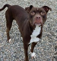 Truffles, an adoptable Pit Bull Terrier in Willimantic, CT, 06226 | Photo Image 2