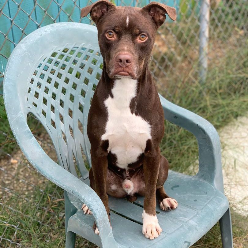 Truffles, an adoptable Pit Bull Terrier in Willimantic, CT, 06226 | Photo Image 1