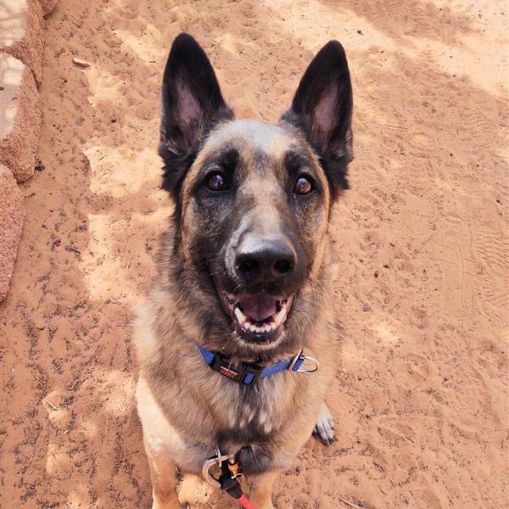 Marge, an adoptable German Shepherd Dog, Belgian Shepherd / Malinois in Kanab, UT, 84741 | Photo Image 1