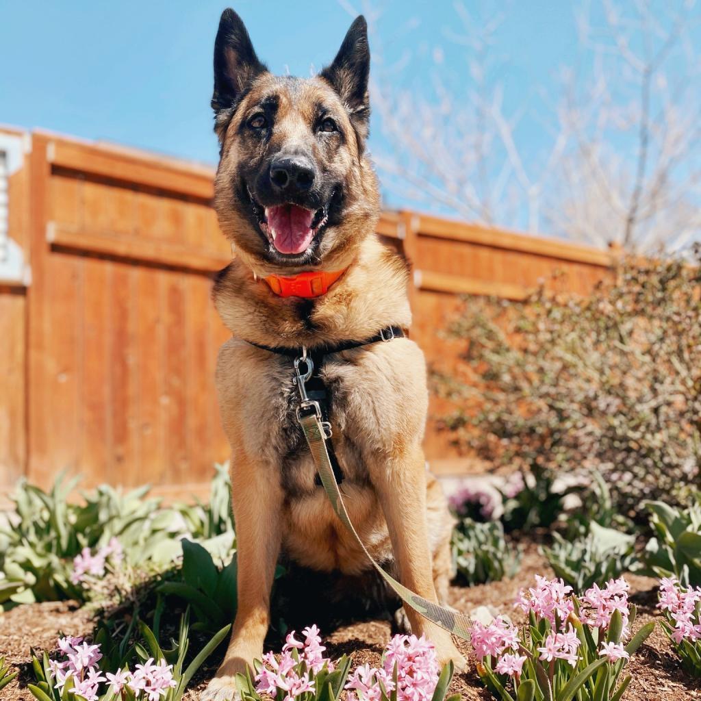 Marge, an adoptable German Shepherd Dog, Belgian Shepherd / Malinois in Kanab, UT, 84741 | Photo Image 2