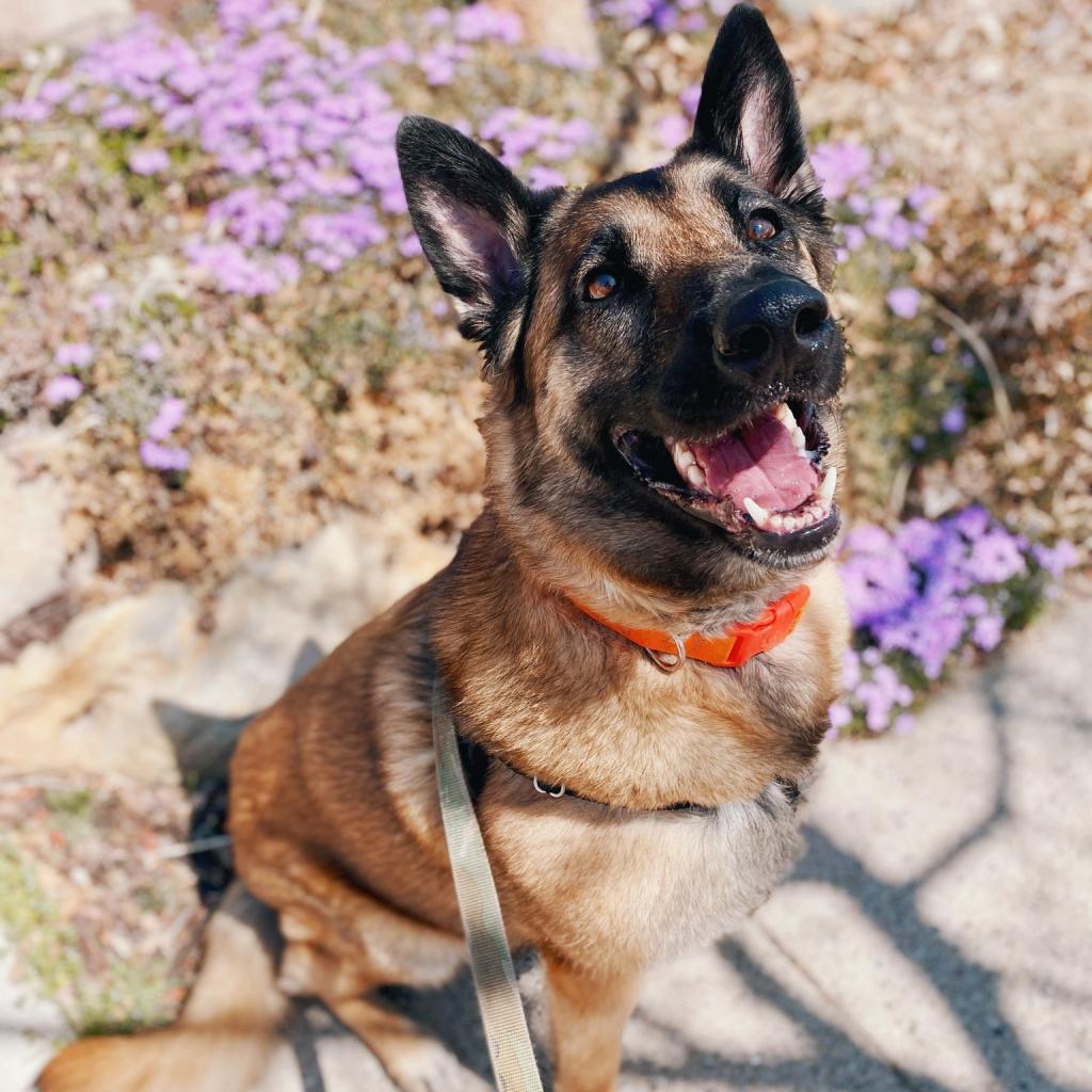 Marge, an adoptable German Shepherd Dog, Belgian Shepherd / Malinois in Kanab, UT, 84741 | Photo Image 3