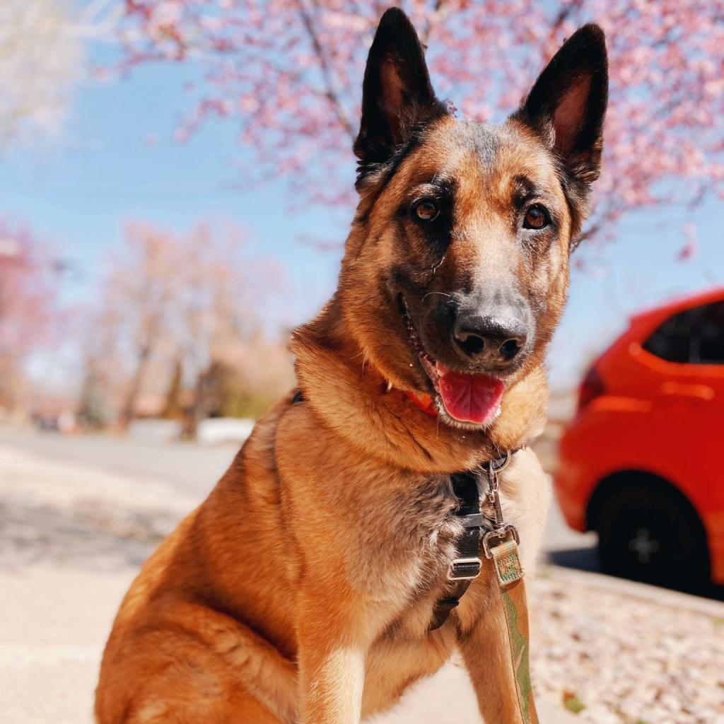 Marge, an adoptable German Shepherd Dog, Belgian Shepherd / Malinois in Kanab, UT, 84741 | Photo Image 4