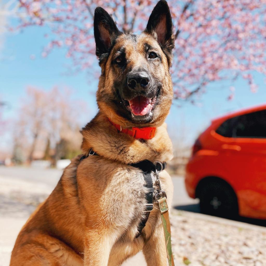 Marge, an adoptable German Shepherd Dog, Belgian Shepherd / Malinois in Kanab, UT, 84741 | Photo Image 5