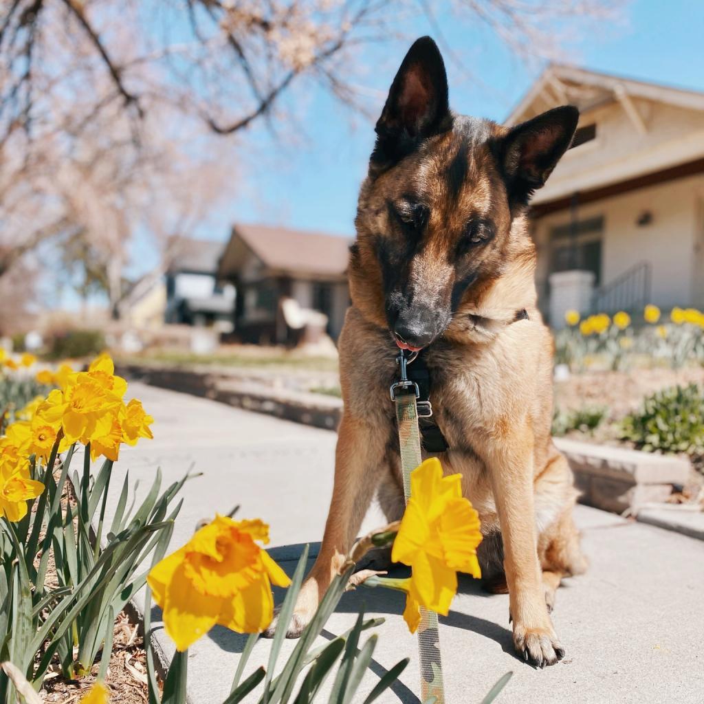 Marge, an adoptable German Shepherd Dog, Belgian Shepherd / Malinois in Kanab, UT, 84741 | Photo Image 6