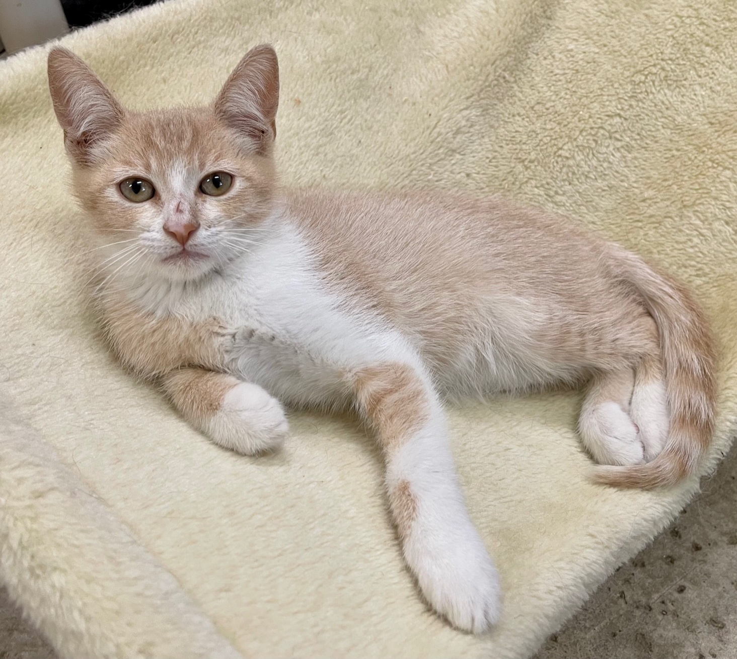 Alejandro, an adoptable Domestic Short Hair in Oakdale, CA, 95361 | Photo Image 1