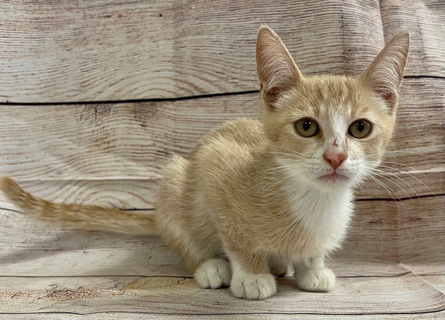 Alejandro, an adoptable Domestic Short Hair in Oakdale, CA, 95361 | Photo Image 2