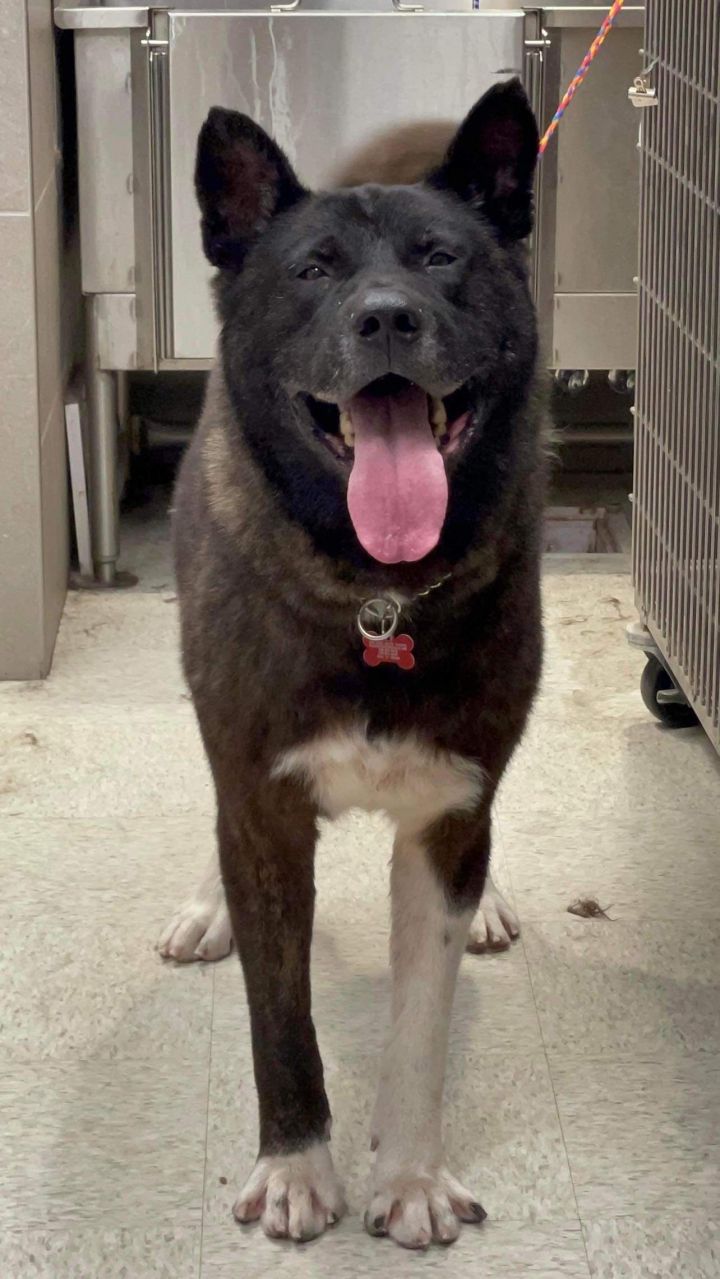 Ronin, an adopted Akita in Toms River, NJ_image-2
