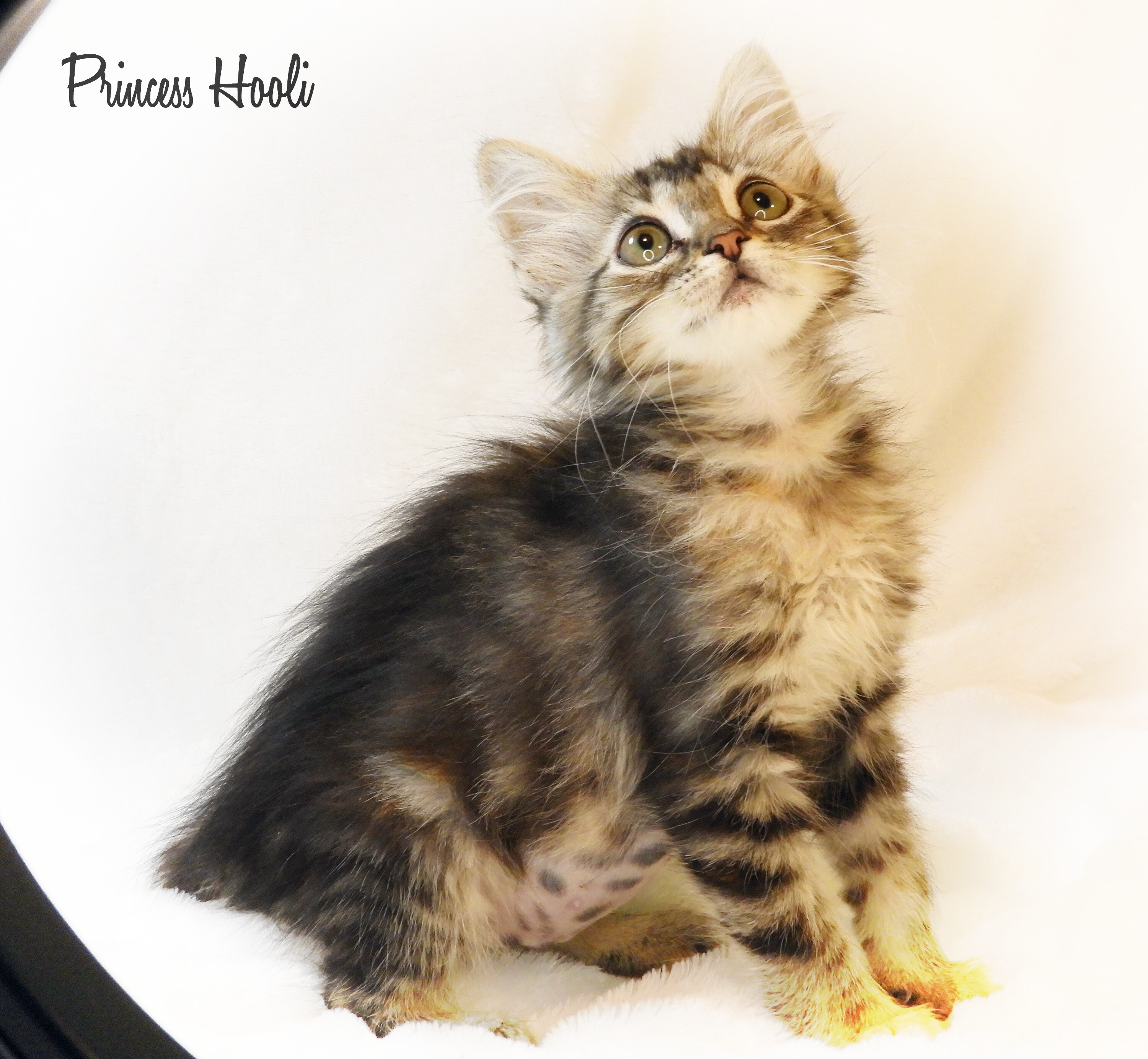 Princess Hooli, an adoptable Domestic Medium Hair in Warner Robins, GA, 31093 | Photo Image 2