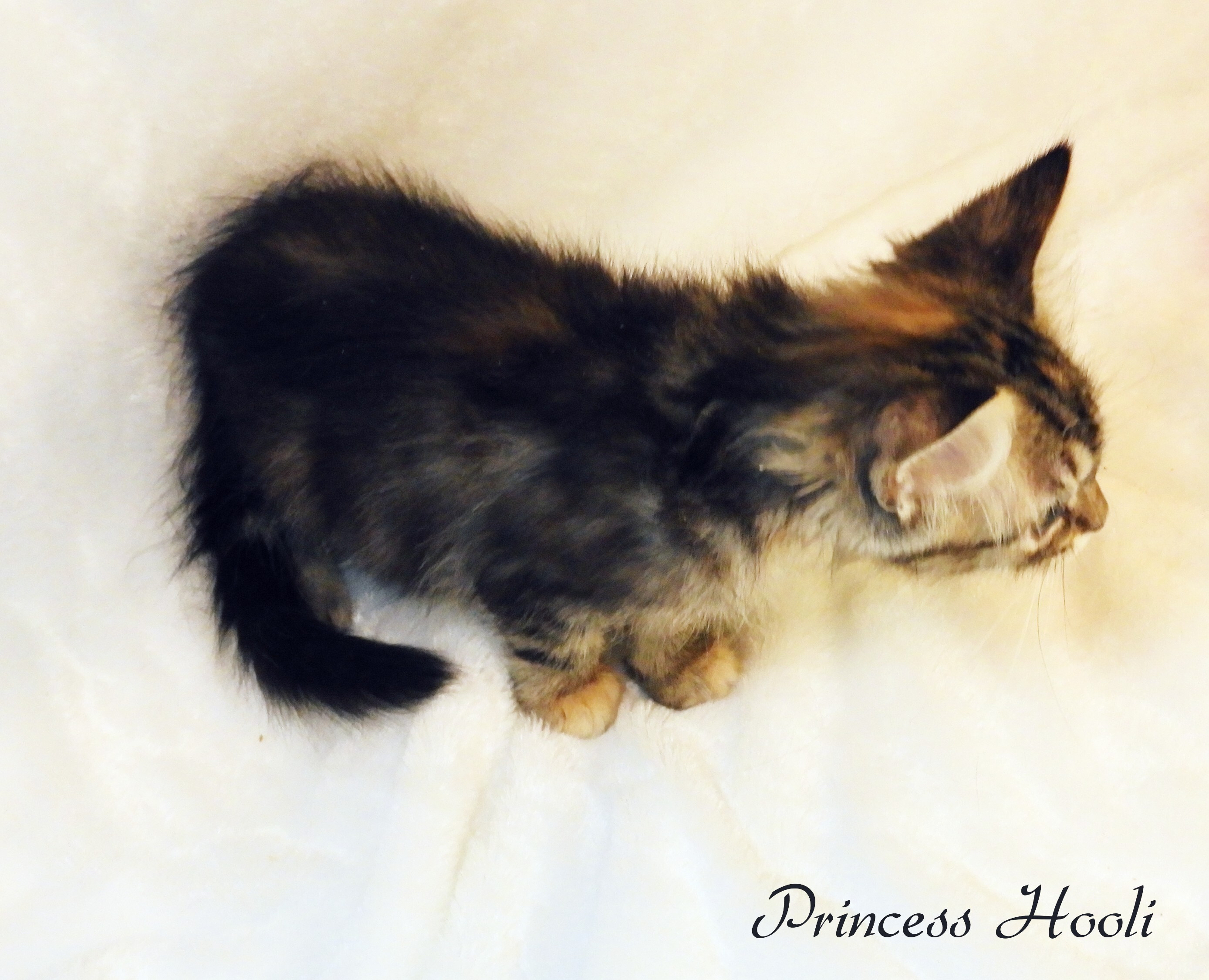 Princess Hooli, an adoptable Domestic Medium Hair in Warner Robins, GA, 31093 | Photo Image 4