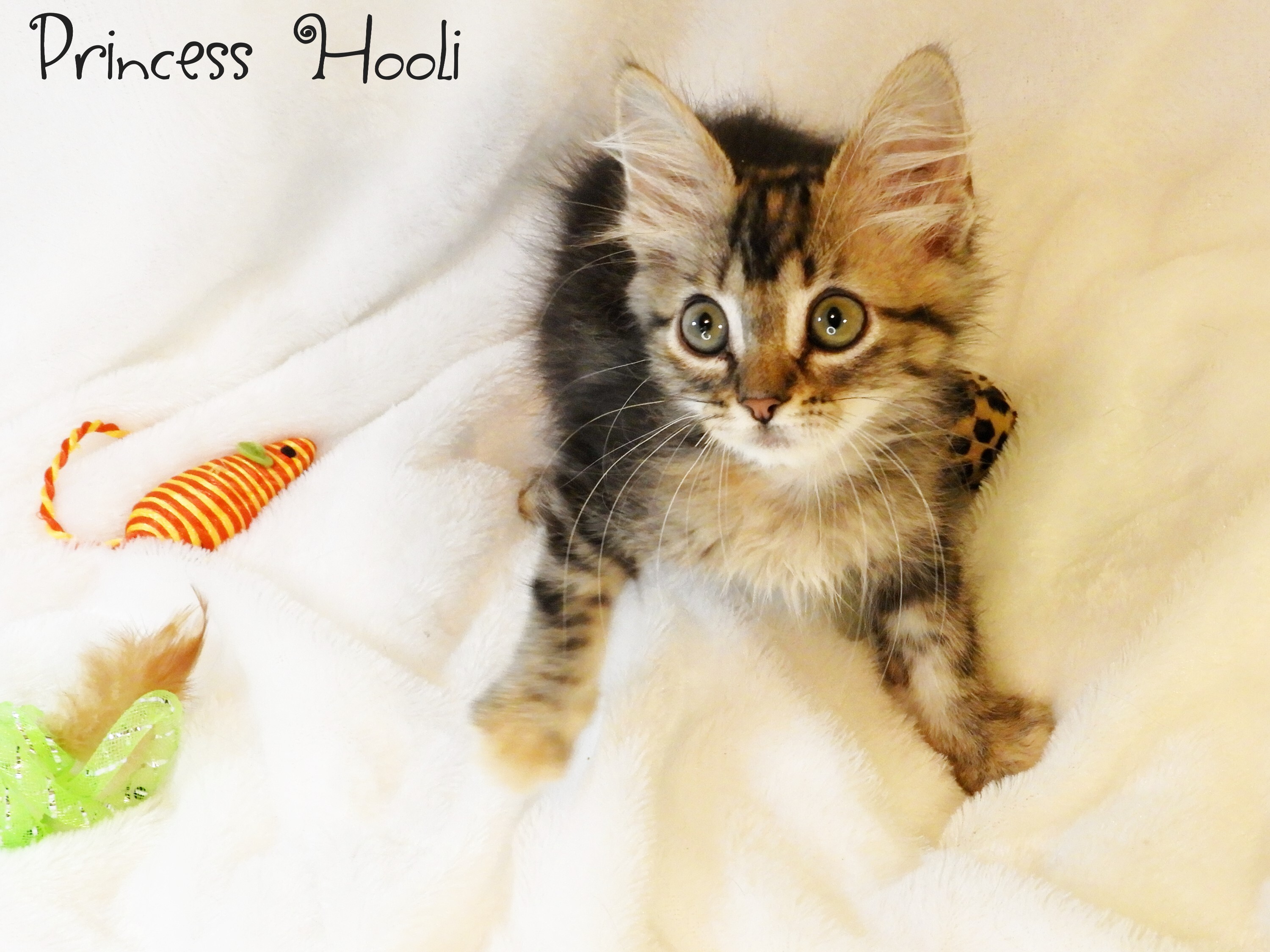 Princess Hooli, an adoptable Domestic Medium Hair in Warner Robins, GA, 31093 | Photo Image 6