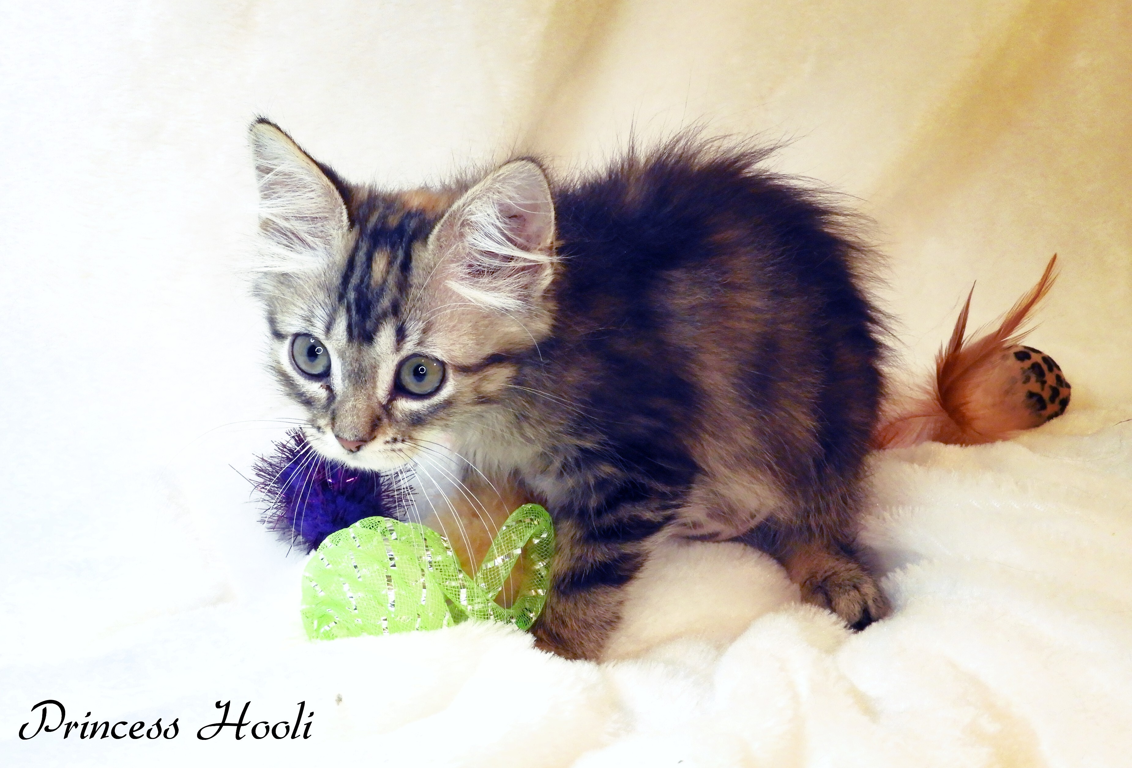 Princess Hooli, an adoptable Domestic Medium Hair in Warner Robins, GA, 31093 | Photo Image 8