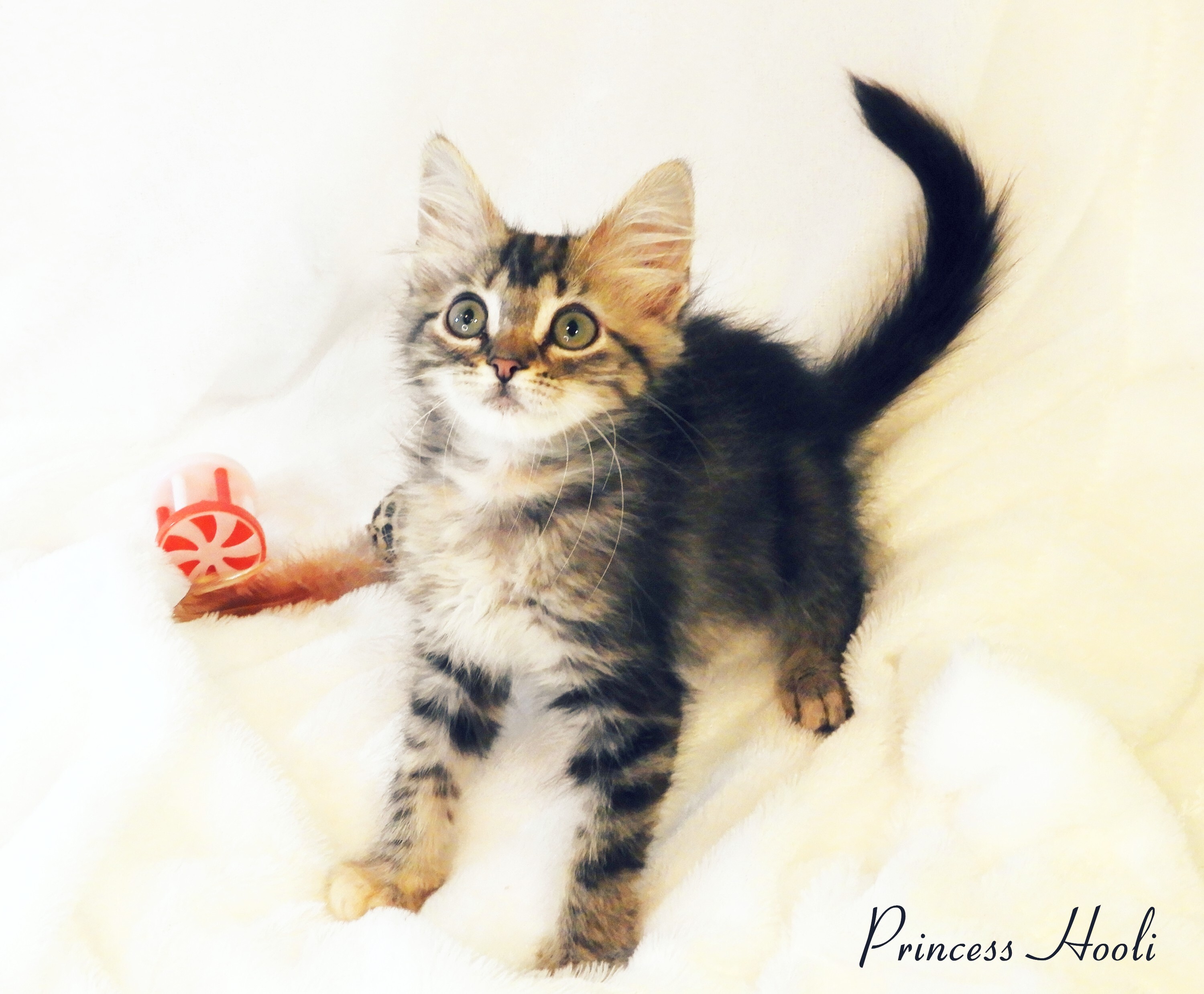 Princess Hooli, an adoptable Domestic Medium Hair in Warner Robins, GA, 31093 | Photo Image 11