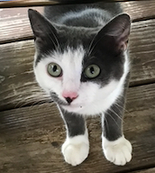 Tinkerbell, an adopted American Shorthair in Shelbyville, TN_image-3