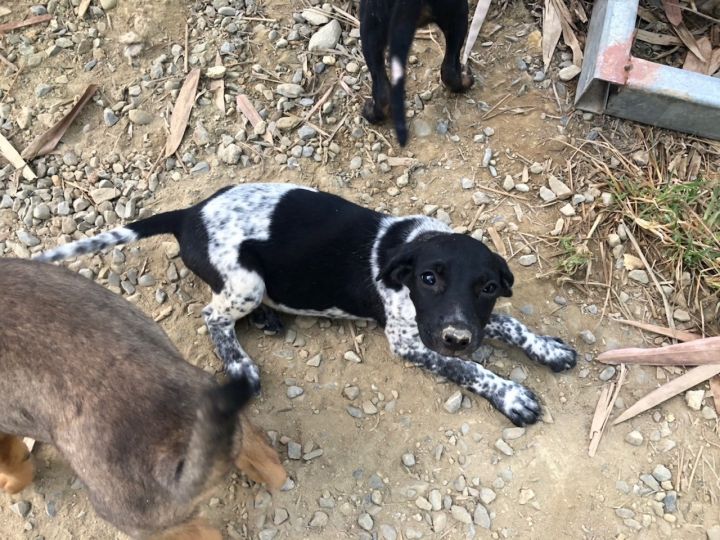 Oreo 3