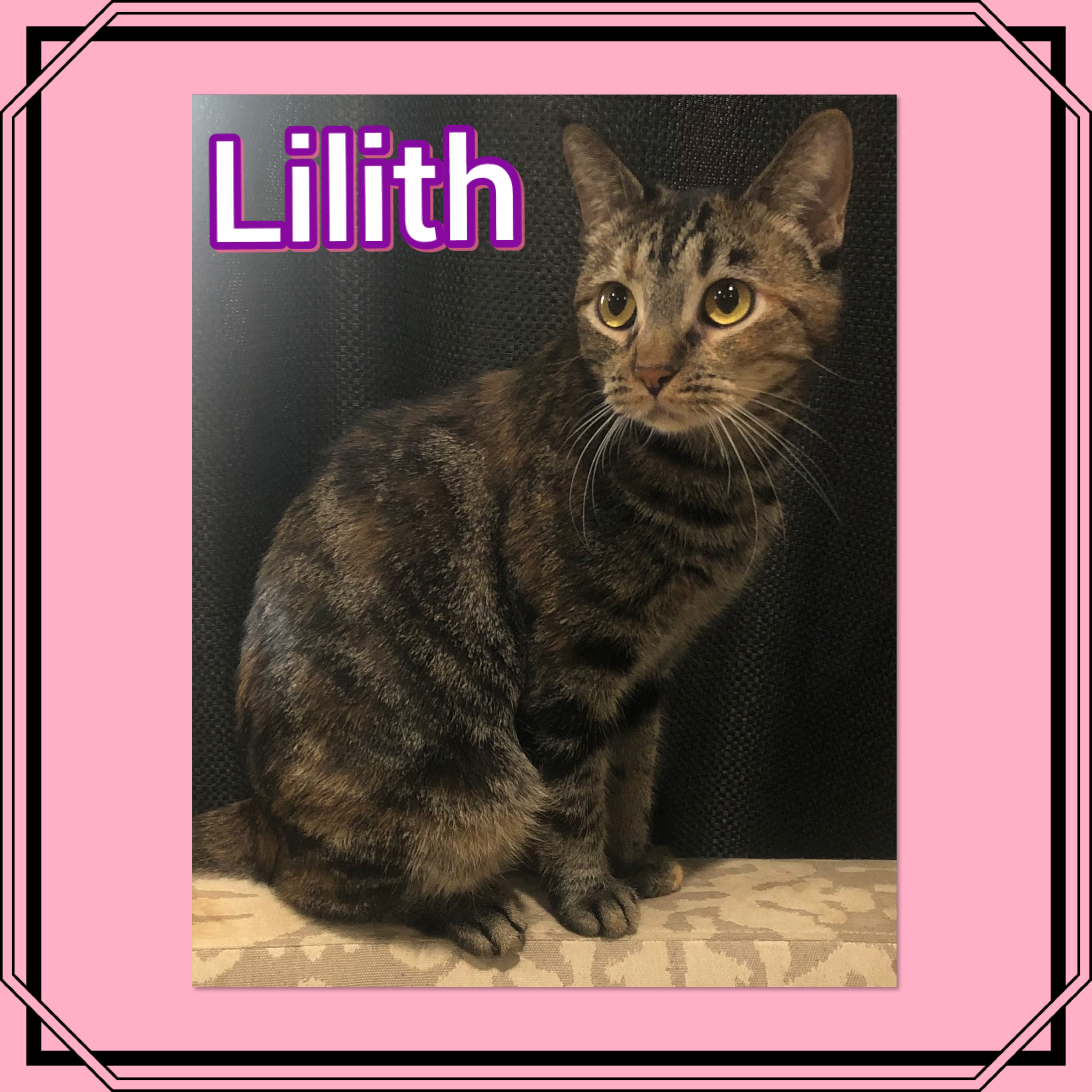 Lilith, an adoptable Domestic Short Hair, Torbie in Tucson, AZ, 85741 | Photo Image 1