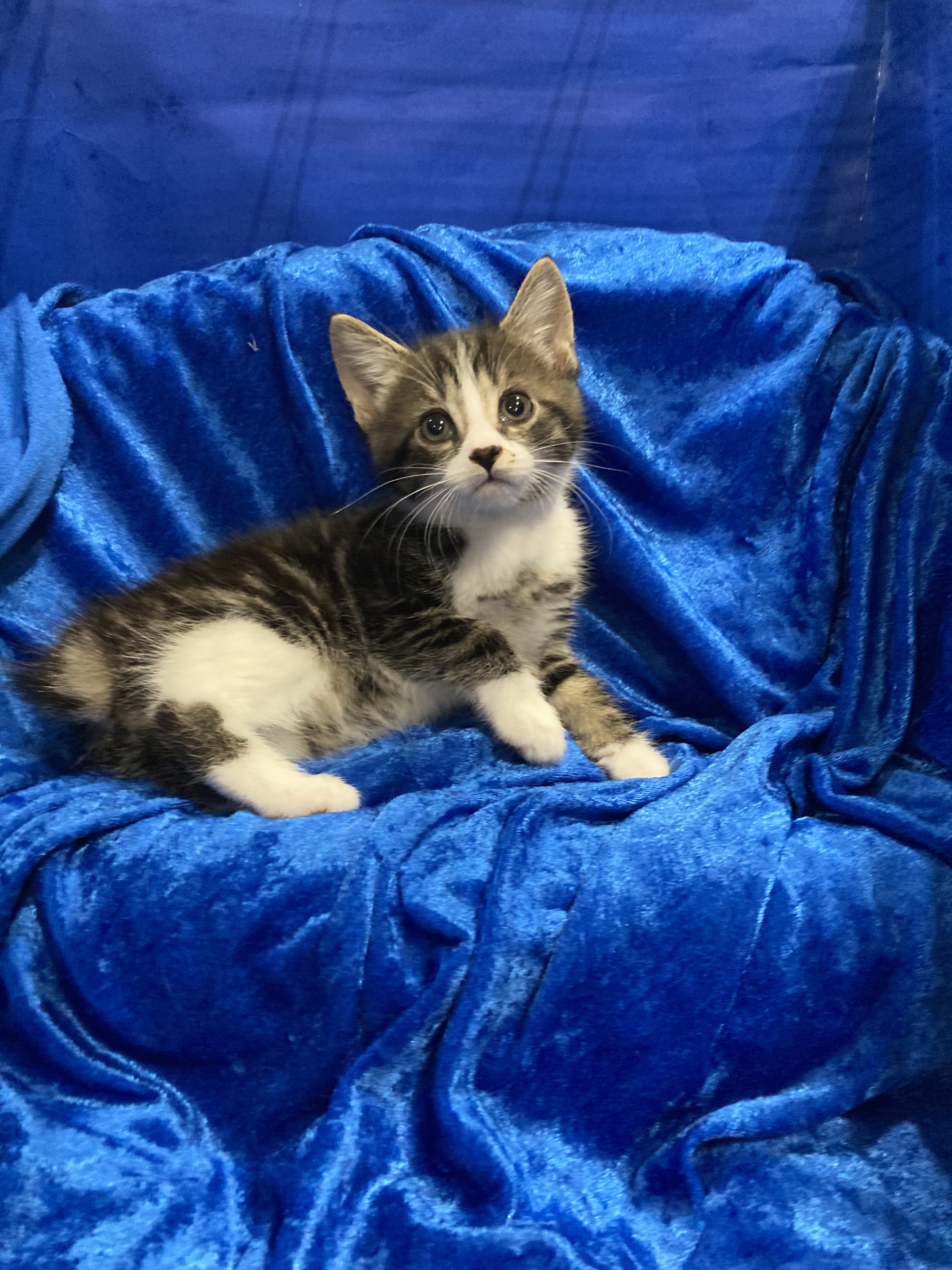 Marble, an adoptable Manx in Gainesville, FL, 32614 | Photo Image 2