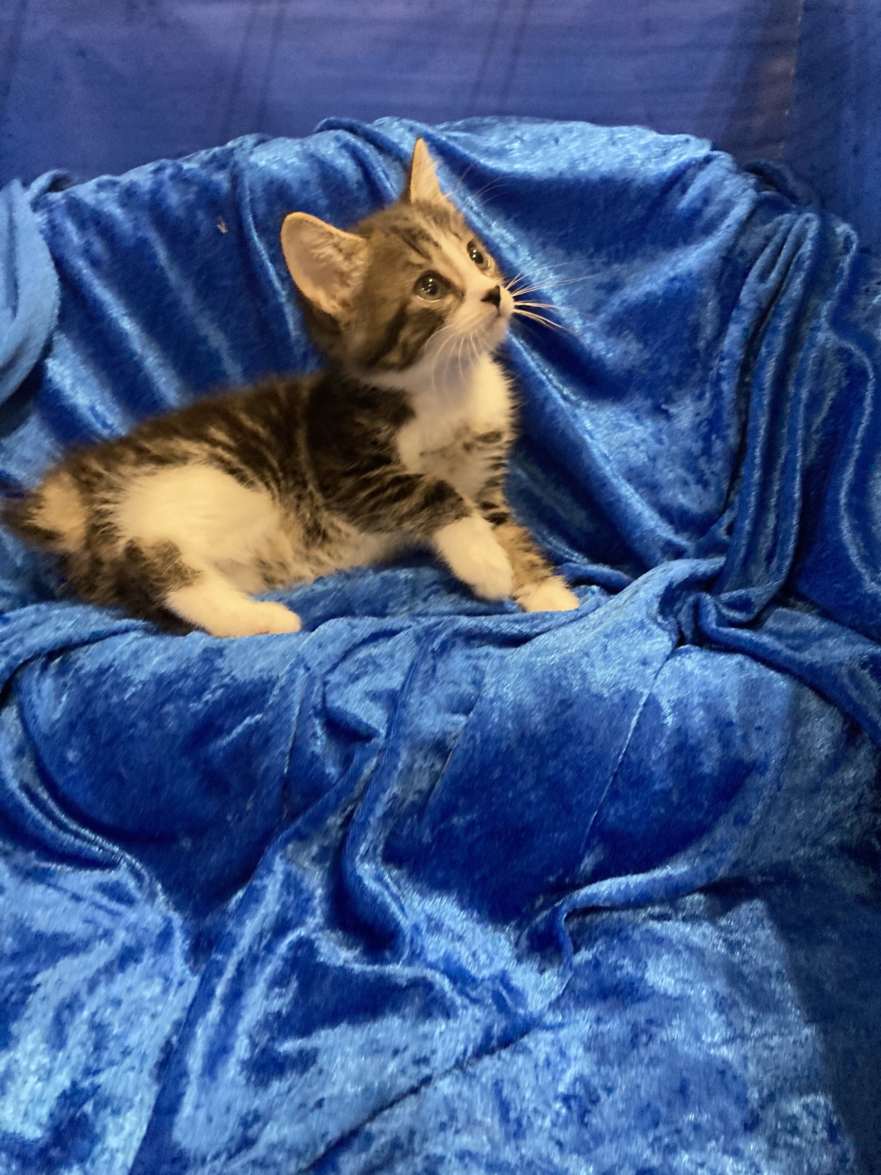 Marble, an adoptable Manx in Gainesville, FL, 32614 | Photo Image 3