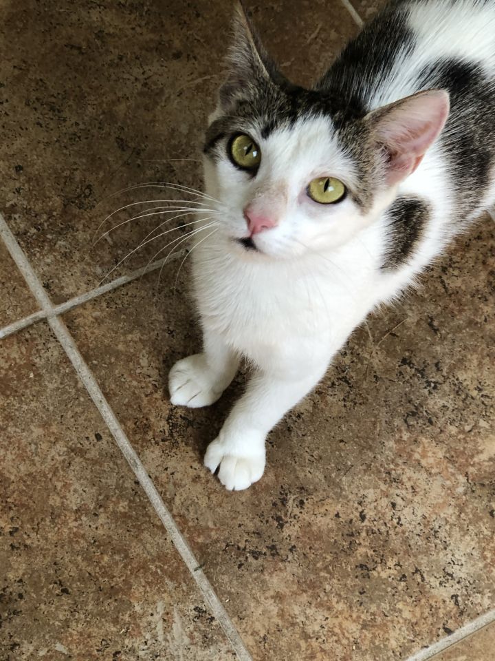 Iris~Great with dogs and other cats! 5