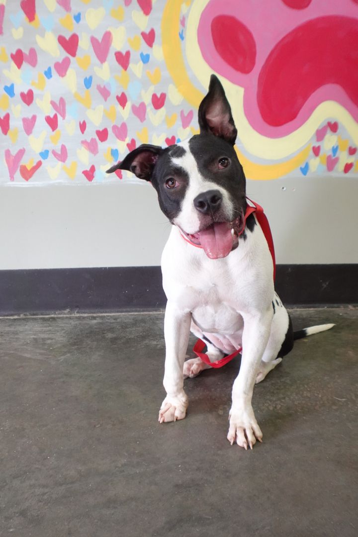 home - companion pet rescue on companion pet rescue jackson tn