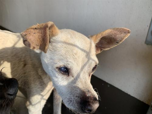 I1353292, an adoptable Chihuahua in Pomona, CA, 91766 | Photo Image 1