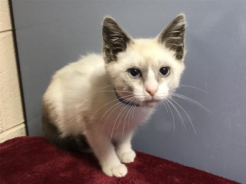 I1353248, an adoptable Siamese in Pomona, CA, 91766 | Photo Image 1
