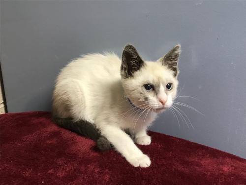 I1353248, an adoptable Siamese in Pomona, CA, 91766 | Photo Image 2
