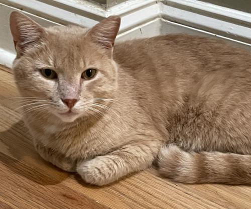 Cat for adoption - Jakarta, a Tabby in Philadelphia, PA | Petfinder