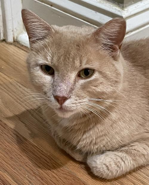 Cat for adoption - Jakarta, a Tabby in Philadelphia, PA | Petfinder
