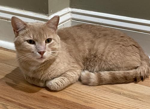 Cat for adoption - Jakarta, a Tabby in Philadelphia, PA | Petfinder