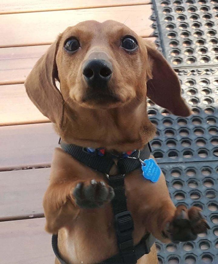 Dog for adoption Chevy, a Dachshund in Omaha, NE Petfinder