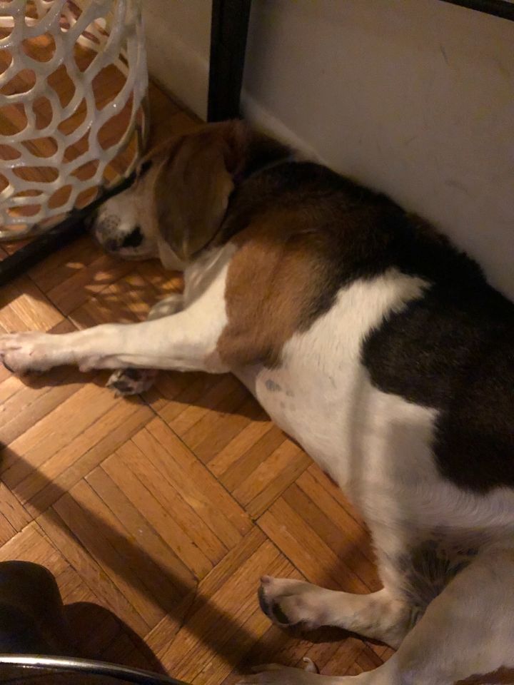 Ben de le Creme NYC Beagle 3