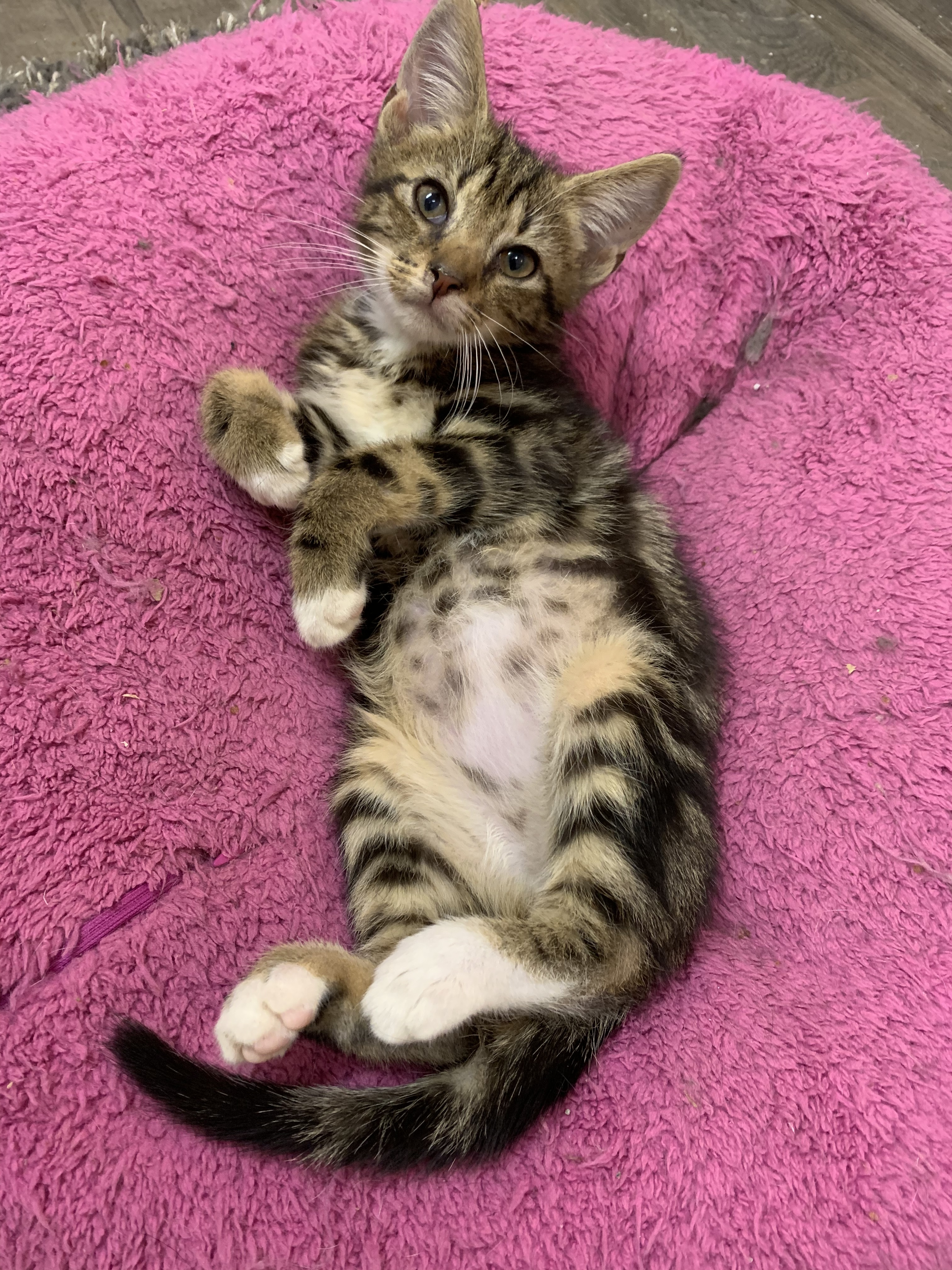 TUCK, an adoptable Tabby in Burlington, NC, 27215 | Photo Image 2