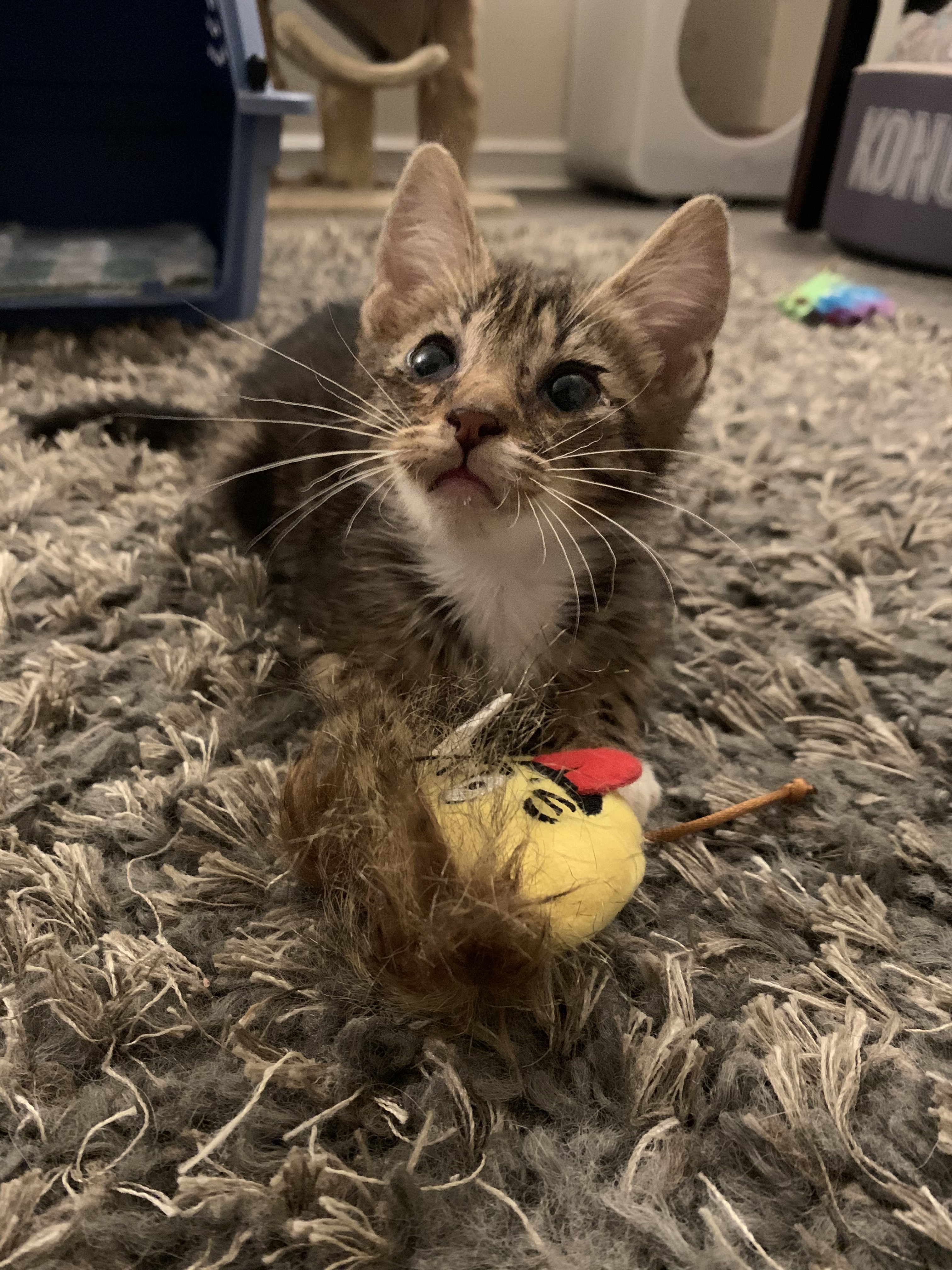 TUCK, an adoptable Tabby in Burlington, NC, 27215 | Photo Image 3