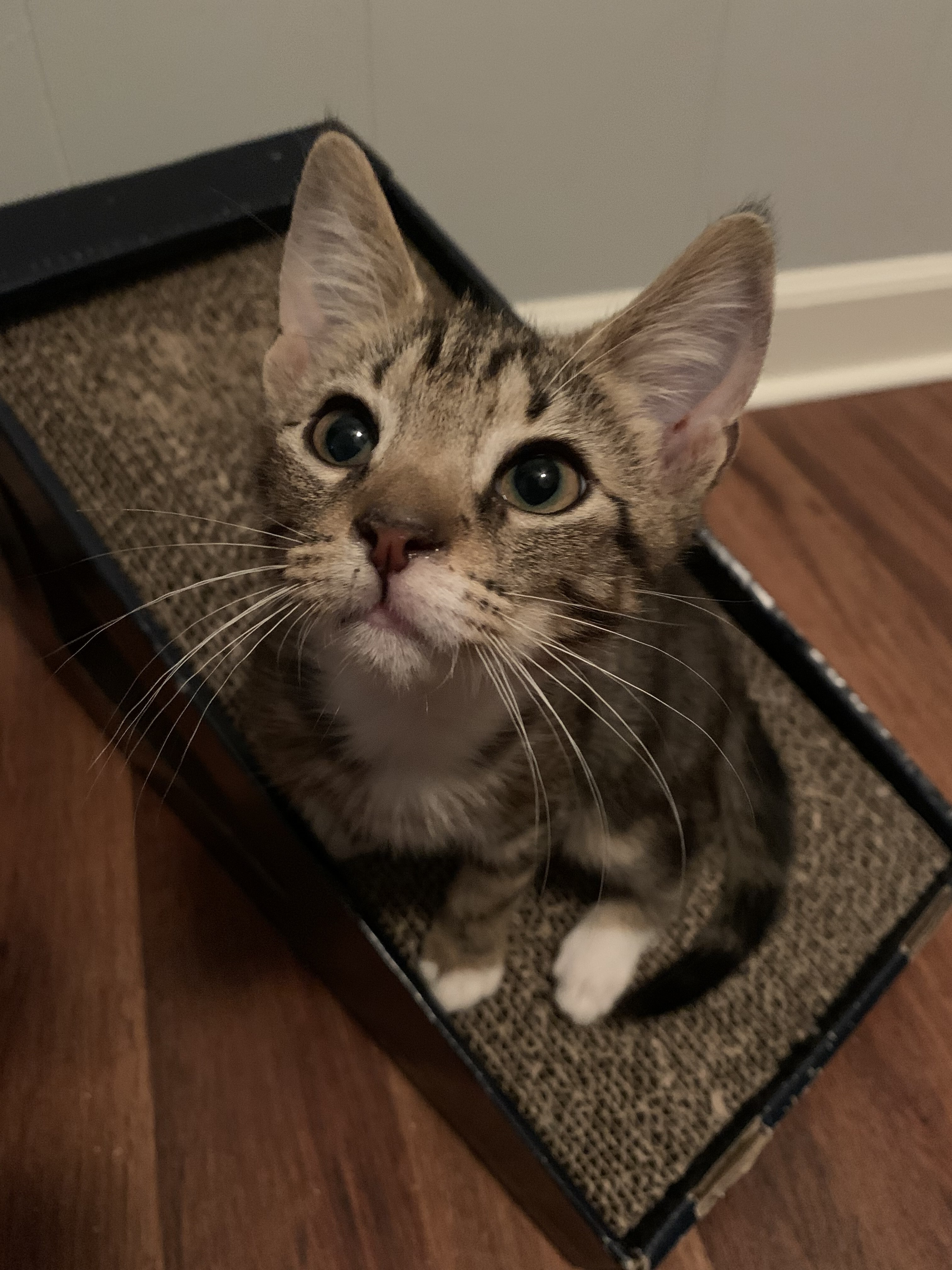 TUCK, an adoptable Tabby in Burlington, NC, 27215 | Photo Image 1