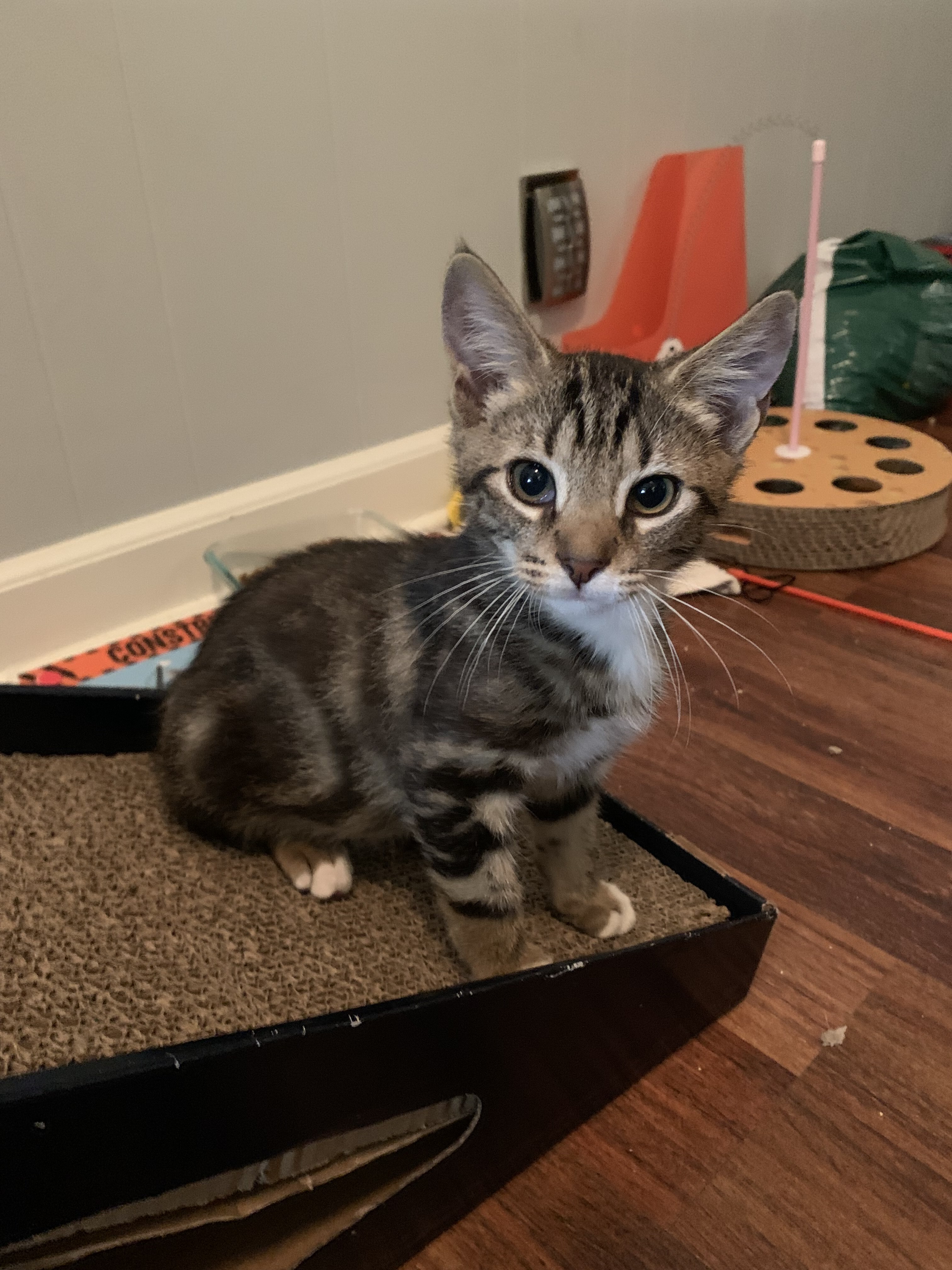 TUCK, an adoptable Tabby in Burlington, NC, 27215 | Photo Image 4