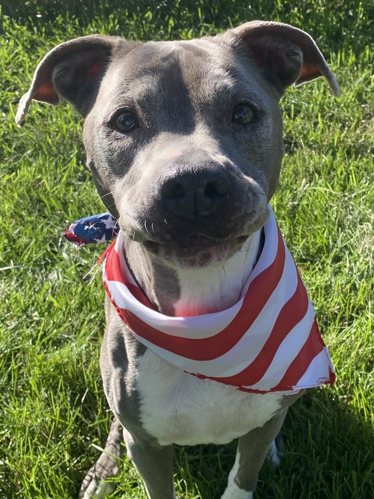 Lana, an adoptable Pit Bull Terrier in New Albany, OH, 43054 | Photo Image 1