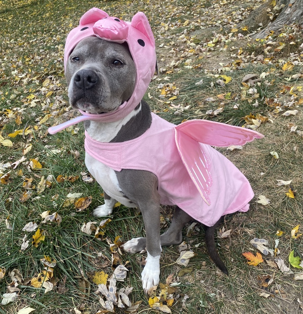 Lana, an adoptable Pit Bull Terrier in New Albany, OH, 43054 | Photo Image 4