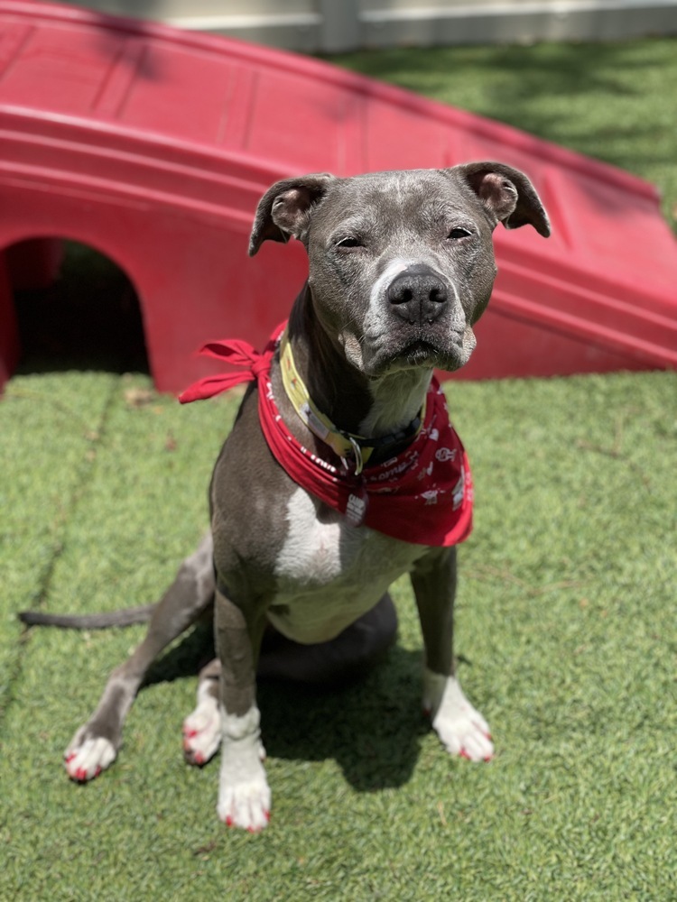 Lana, an adoptable Pit Bull Terrier in New Albany, OH, 43054 | Photo Image 5