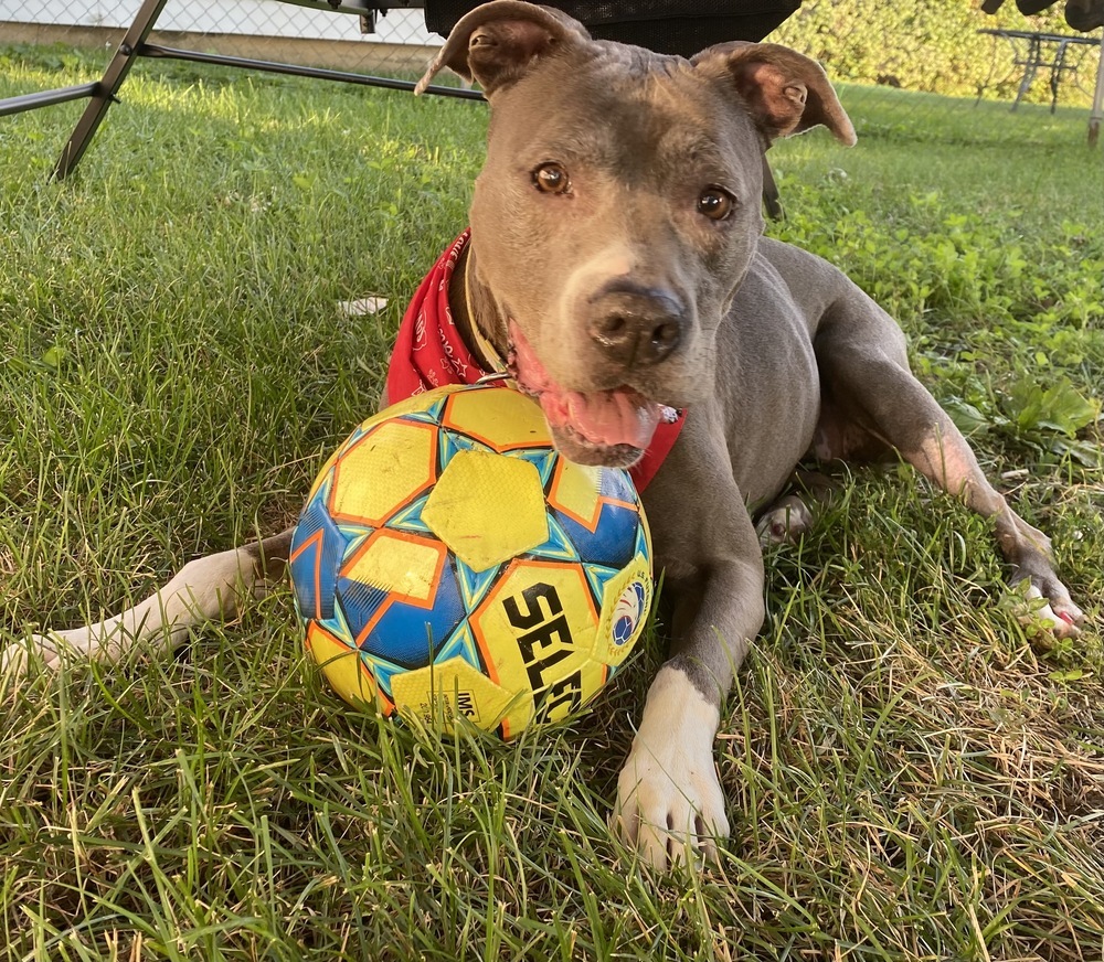 Lana, an adoptable Pit Bull Terrier in New Albany, OH, 43054 | Photo Image 6