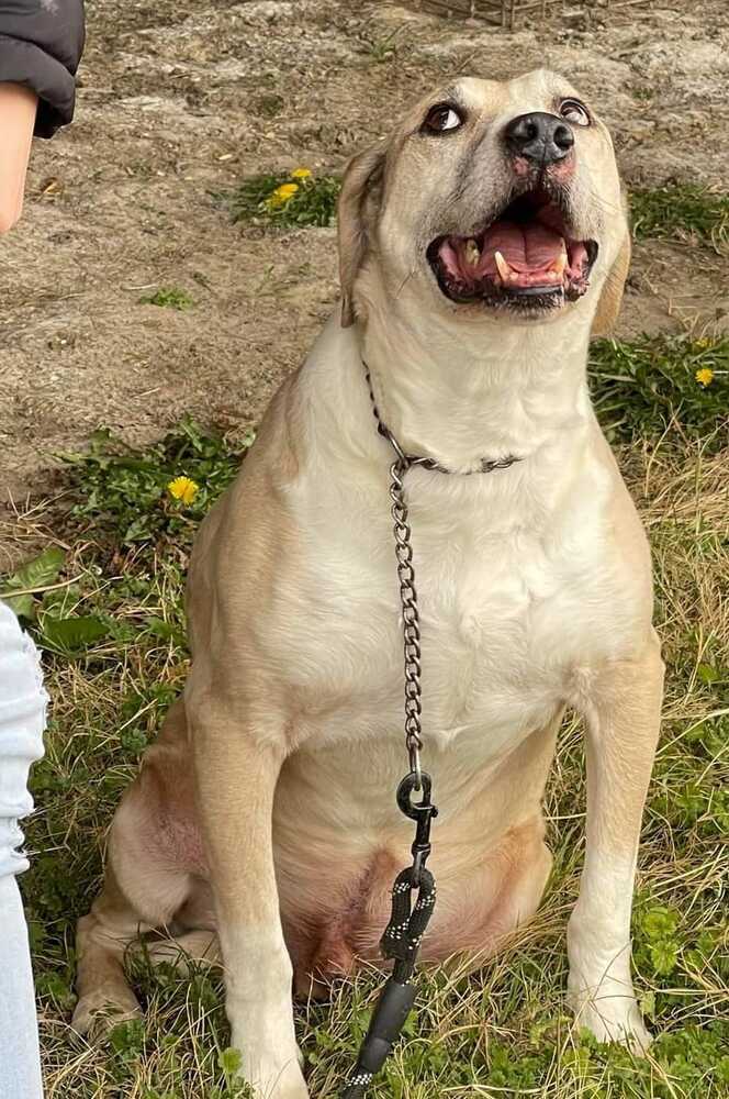 Jase, an adoptable Labrador Retriever in Lone Oak, TX, 75453 | Photo Image 1
