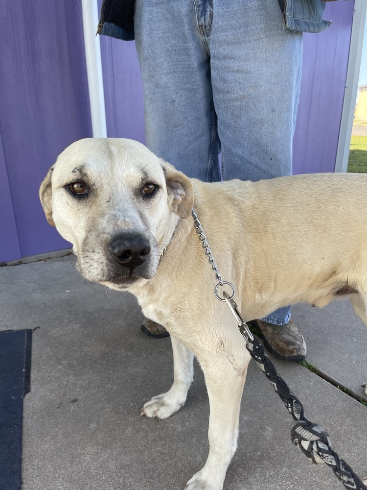 Jase, an adoptable Labrador Retriever in Lone Oak, TX, 75453 | Photo Image 4